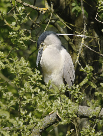 Night Heron