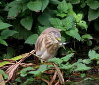 Squacco Heron