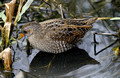 Spotted Crake & Water Rail