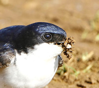 House Martin