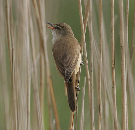 Great Reed Warbler