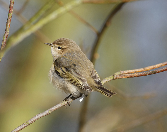 Siberian Chiffchaff