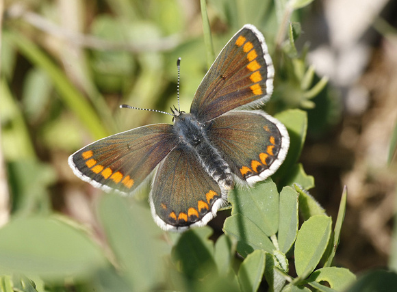 Brown Argus