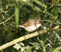 Blyth's Reed Warbler