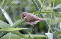 Blyth's Reed Warbler