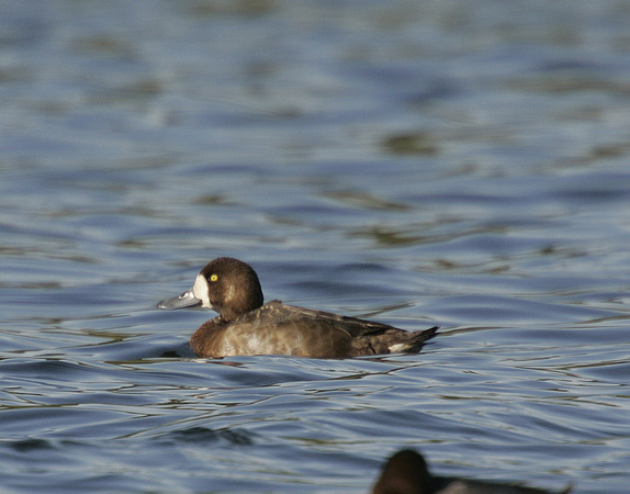 Greater Scaup