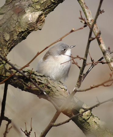 Lesser Whitethroat