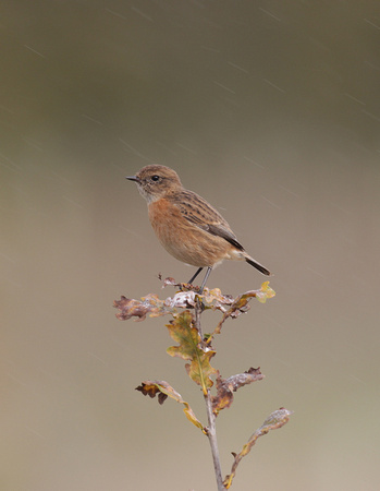 Stonechat