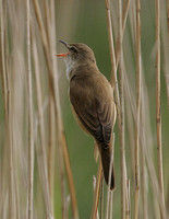 Great Reed Warbler