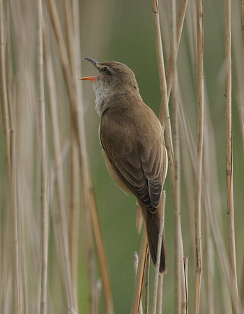 Great Reed Warbler