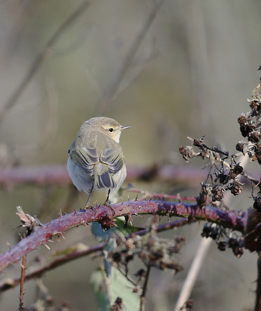 Siberian Chiffchaff