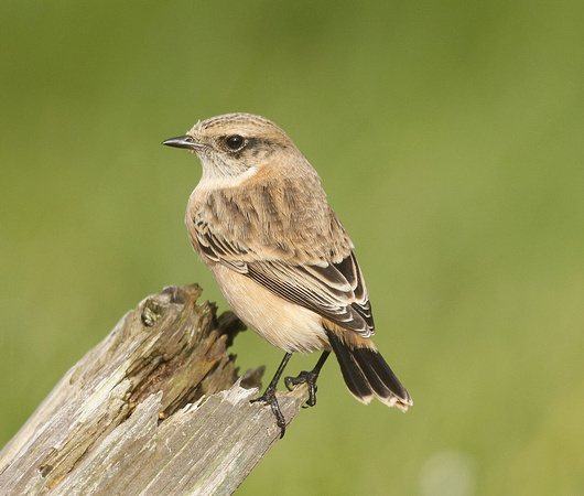 Siberian Stonechat