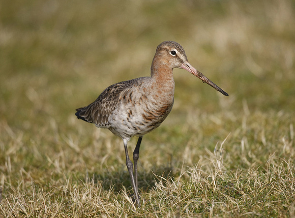 Black-tailed Godwit