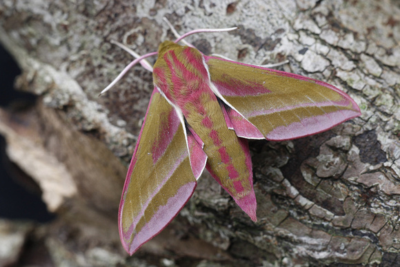 Elephant Hawkmoth