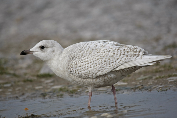 Iceland Gull