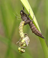 Southern Hawker