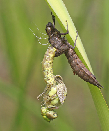 Southern Hawker