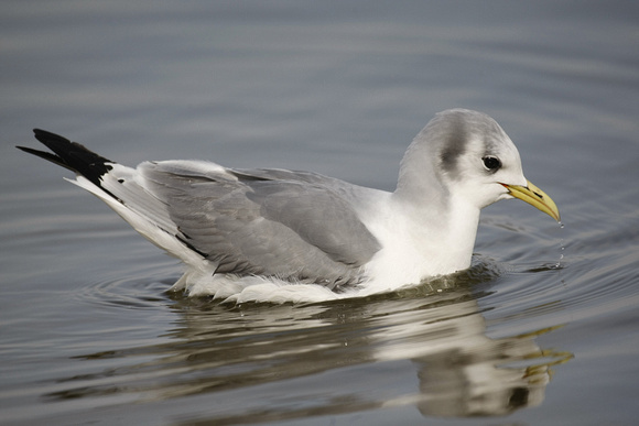 Kittiwake
