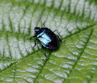 Blue Shieldbug