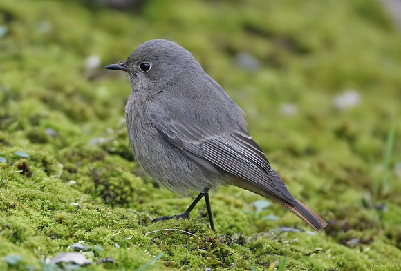 Black Redstart