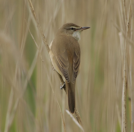 Great Reed Warbler