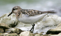 Sanderling