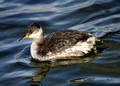Red-necked Grebe 2013