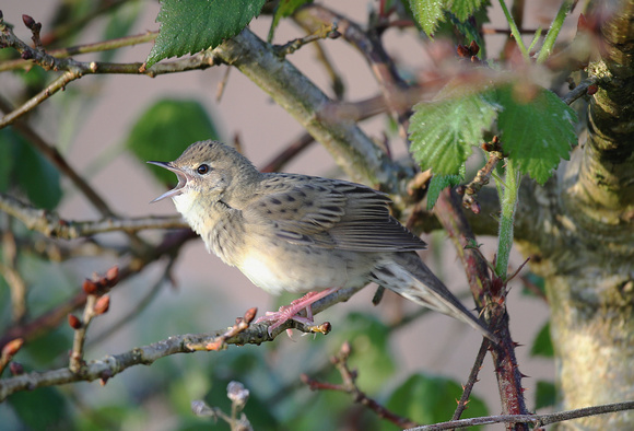 Grasshopper Warbler