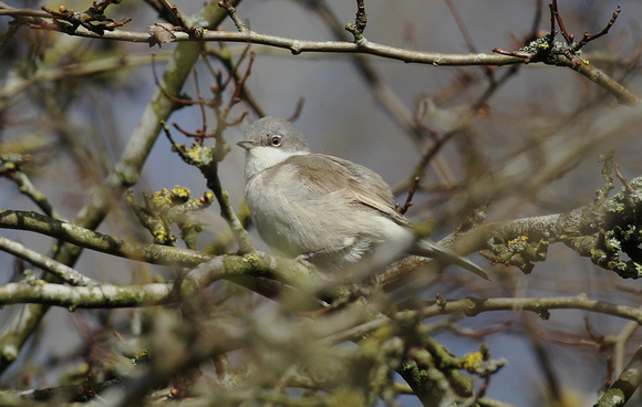 Lesser Whitethroat