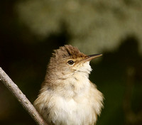 Reed Warbler