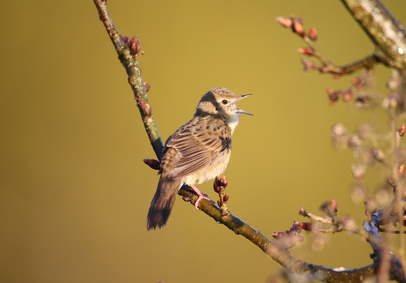 Grasshopper Warbler