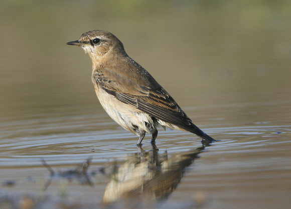 Northern Wheatear