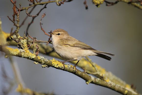 Siberian Chiffchaff