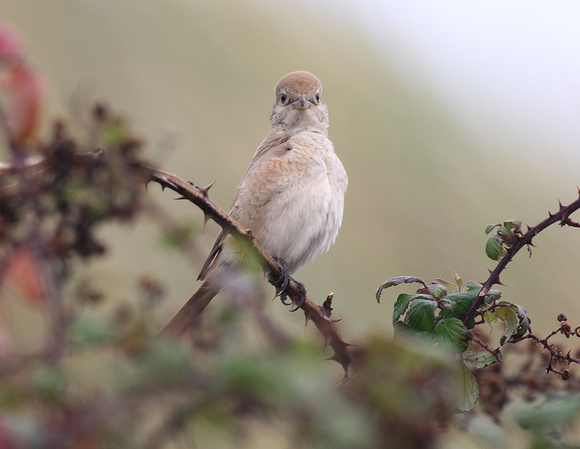 Isabelline (Daurian) Shrike