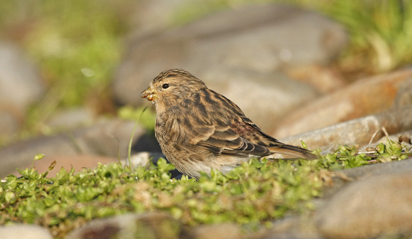 Twite