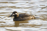 Velvet Scoter