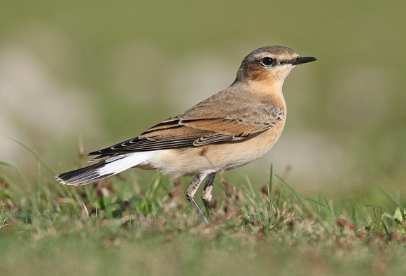 Northern Wheatear