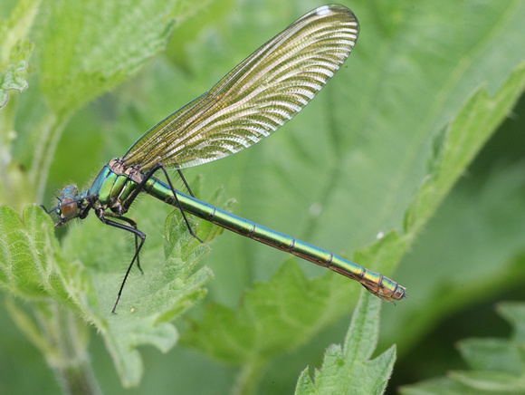 Banded Demoiselle