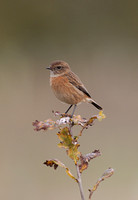 Stonechat