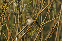 Eastern Olivaceous Warbler