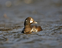 Harlequin Duck