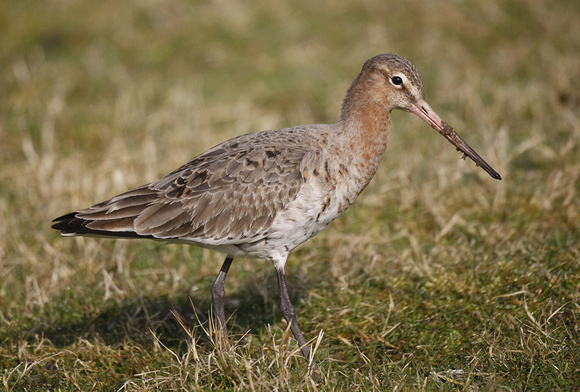 Black-tailed Godwit