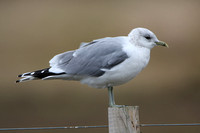 Common Gull