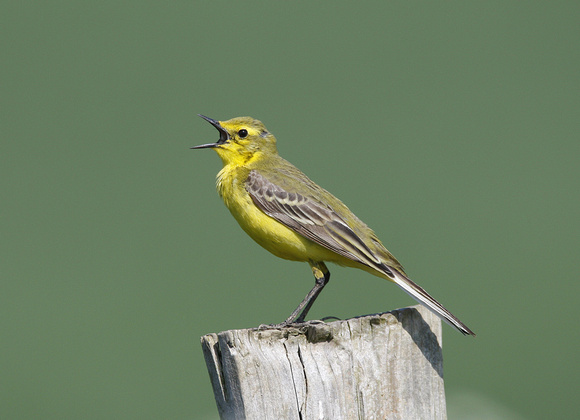 Yellow Wagtail