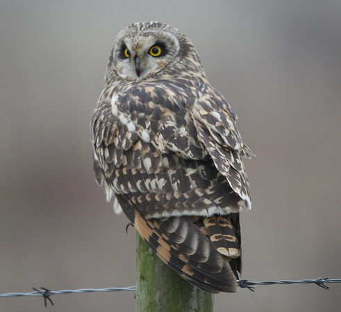 Short-eared Owl