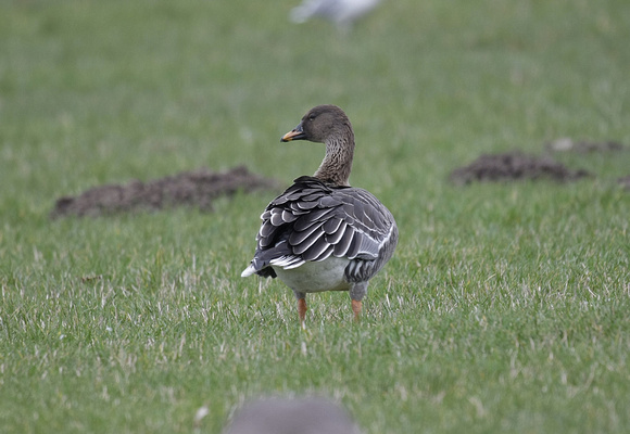 Tundra Bean Goose