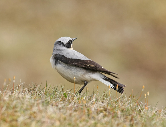 Northern Wheatear