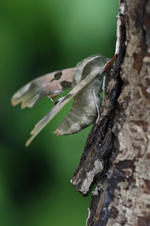 Lime Hawkmoth