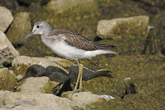 Greenshank