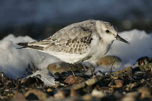 Sanderling